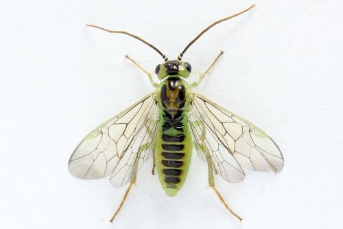 Réf. 225 678 : Euura sp.