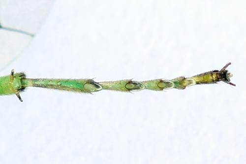 Rhogogaster chlorosoma