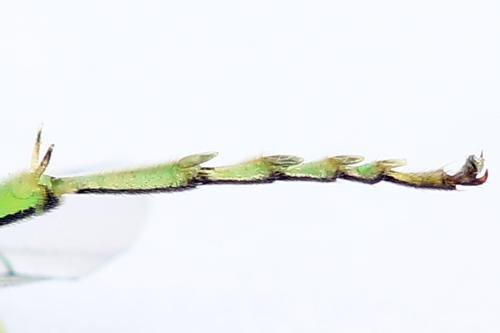 Rhogogaster chlorosoma