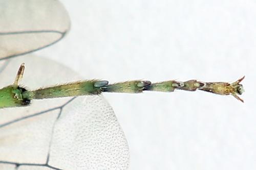 Réf. 225 065 : Rhogogaster scalaris
