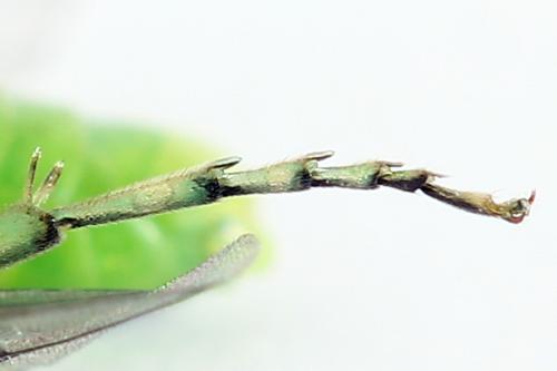 Réf. 225 066 : Rhogogaster scalaris