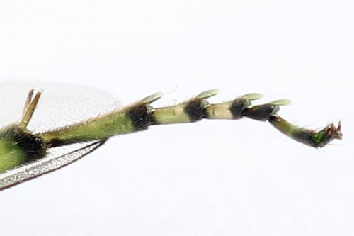 Réf. 225 044 : Rhogogaster scalaris