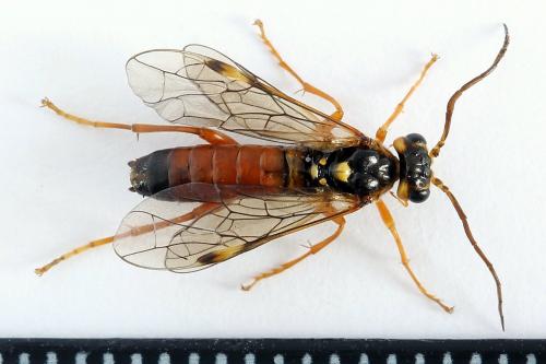 Réf. 225 309 : Tenthredopsis friesei