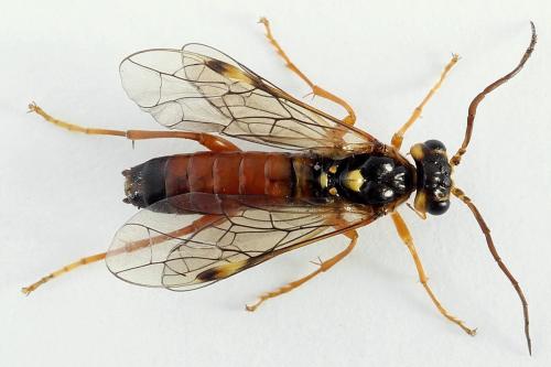 Réf. 225 310 : Tenthredopsis friesei