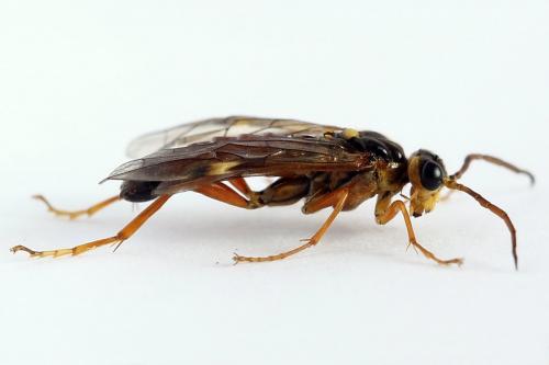 Réf. 225 311 : Tenthredopsis friesei
