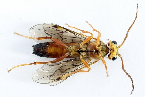 Réf. 225 312 : Tenthredopsis friesei