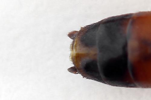 Réf. 225 318 : Tenthredopsis friesei