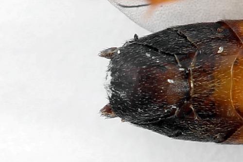 Réf. 225 319 : Tenthredopsis friesei