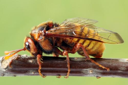 Réf. 225 144 : Cimbex luteus