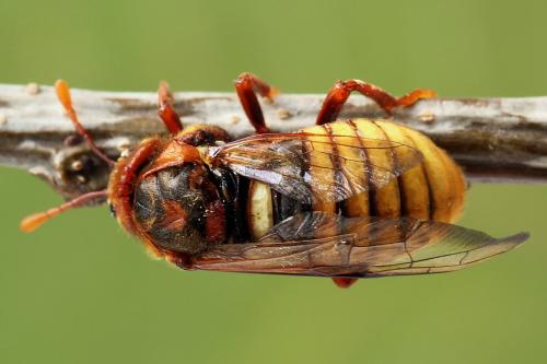 Réf. 225 145 : Cimbex luteus