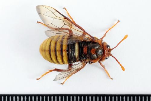 Réf. 225 146 : Cimbex luteus