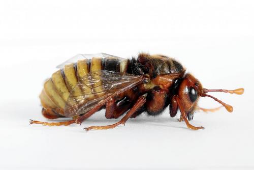 Réf. 225 147 : Cimbex luteus