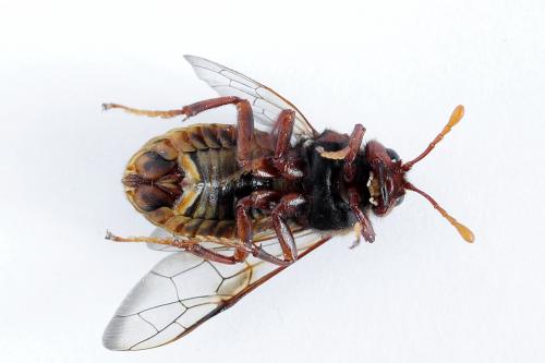Réf. 225 148 : Cimbex luteus