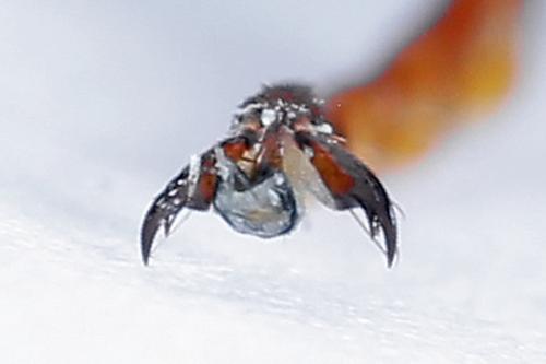 Réf. 225 151 : Cimbex luteus