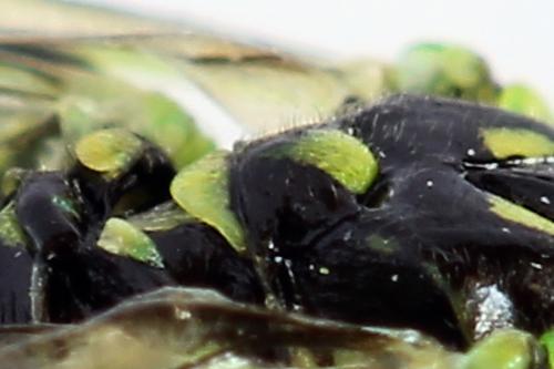 Réf. 225 304 : Rhogogaster scalaris