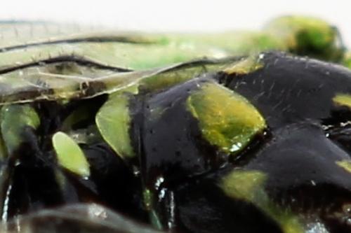 Rhogogaster scalaris