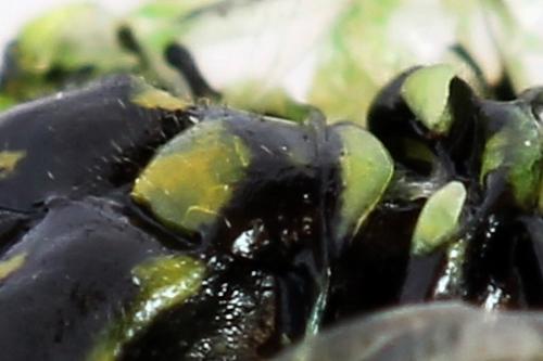 Rhogogaster scalaris