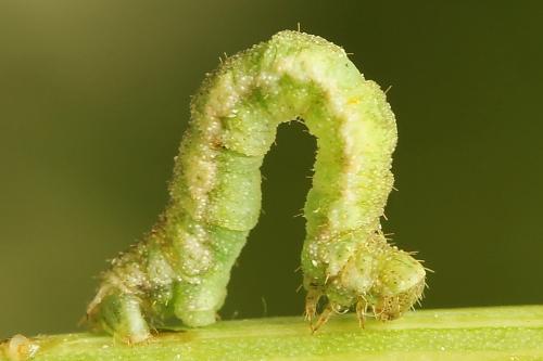 Réf. 225 380 : Eupithecia sinuosaria