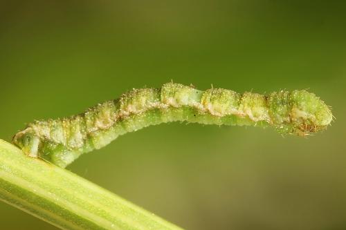 Réf. 225 381 : Eupithecia sinuosaria