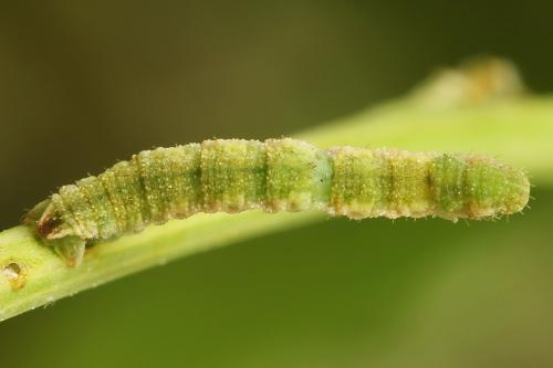 Réf. 225 382 : Eupithecia sinuosaria