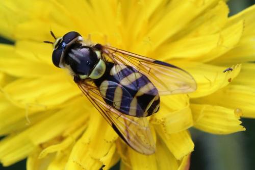 Réf. 225 650 : Dasysyrphus albostriatus