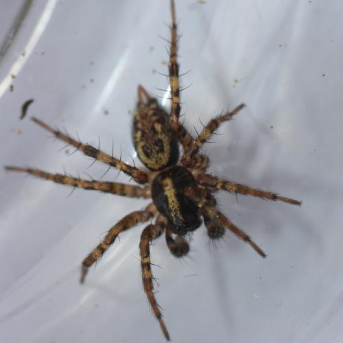 Réf. 225 185 : Textrix denticulata