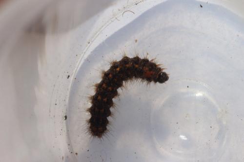 Eilema griseola