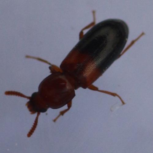 Réf. 225 518 : Corticeus bicolor
