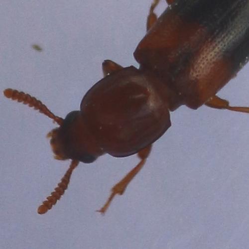 Corticeus bicolor