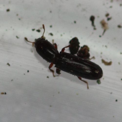 Réf. 225 605 : Teredus cylindricus