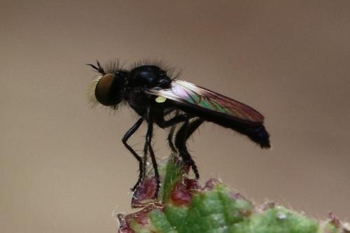 Réf. 225 171 : Holopogon sp.