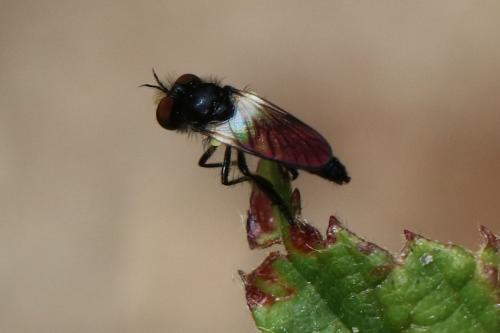 Réf. 225 172 : Holopogon sp.