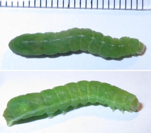 Phlogophora meticulosa