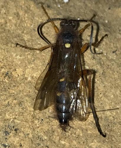 Réf. 225 508 : Diphyus quadripunctorius