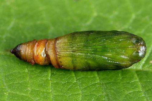 Réf. 225 383 : Eupithecia sinuosaria