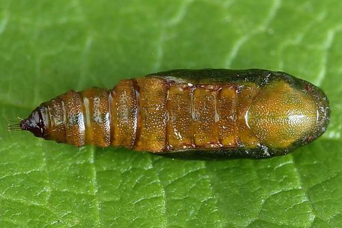 Réf. 225 385 : Eupithecia sinuosaria