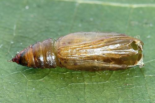 Réf. 225 386 : Eupithecia sinuosaria