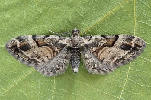 Eupithecia sinuosaria