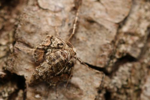 Réf. 225 705 : Agriopis marginaria