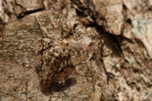 Réf. 225 707 : Agriopis marginaria