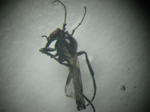 Réf. 225 849 : Dilophus sp.