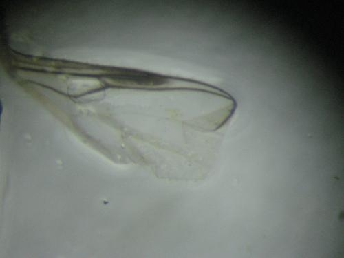 Dilophus sp.