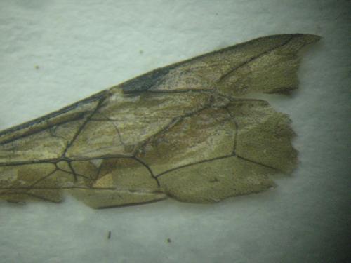 Réf. 225 853 : Pimpla sp.