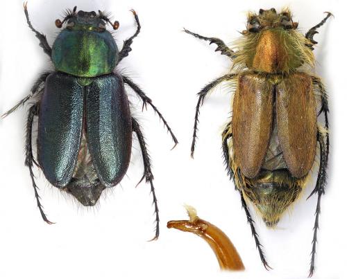 Réf. 225 353 : Eulasia chalybaea chalybaea