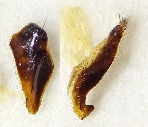 Réf. 225 879 : Pygopleurus zagrosensis