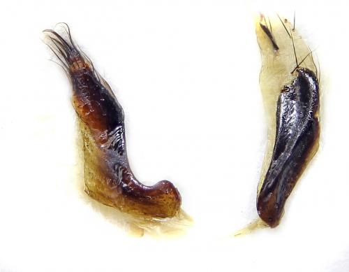 Pygopleurus cyanescens