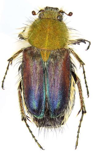 Pygopleurus cyanescens