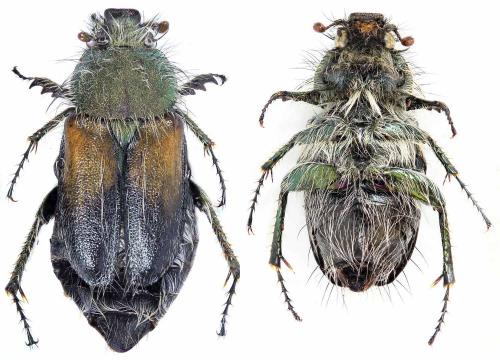 Réf. 225 523 : Pygopleurus zagrosensis