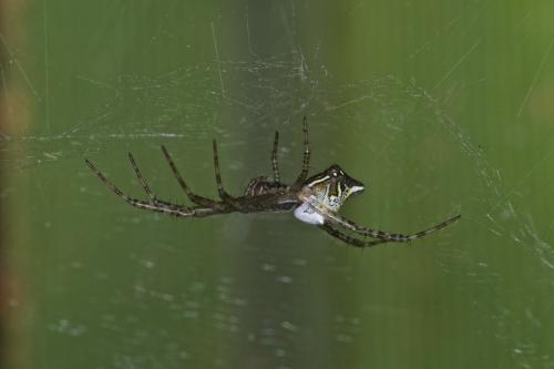 Cyrtophora cicatrosa