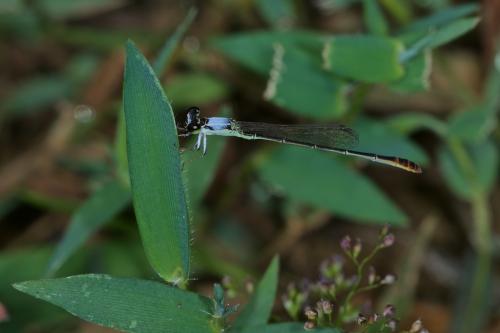 Agriocnemis femina